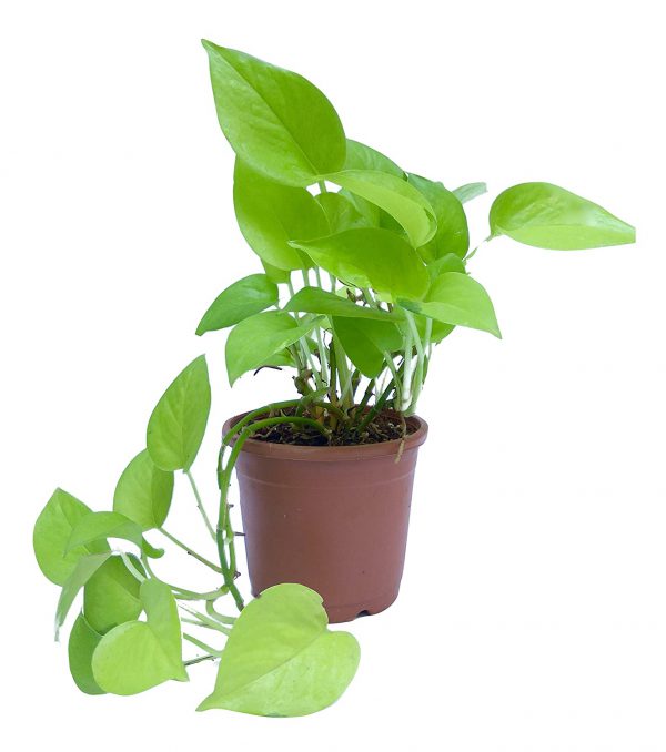 Money Plant Indoor