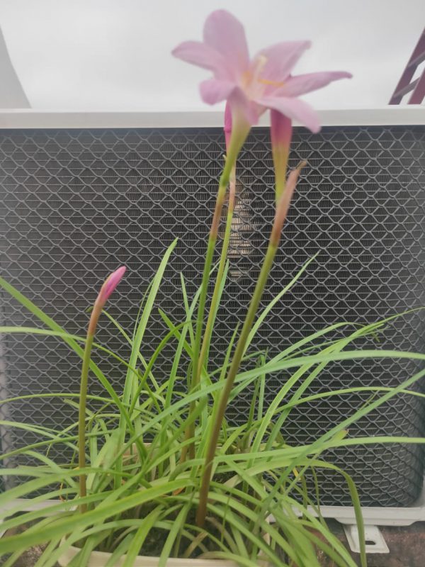FREE INDOOR SMALL LILY PLANT - Image 2