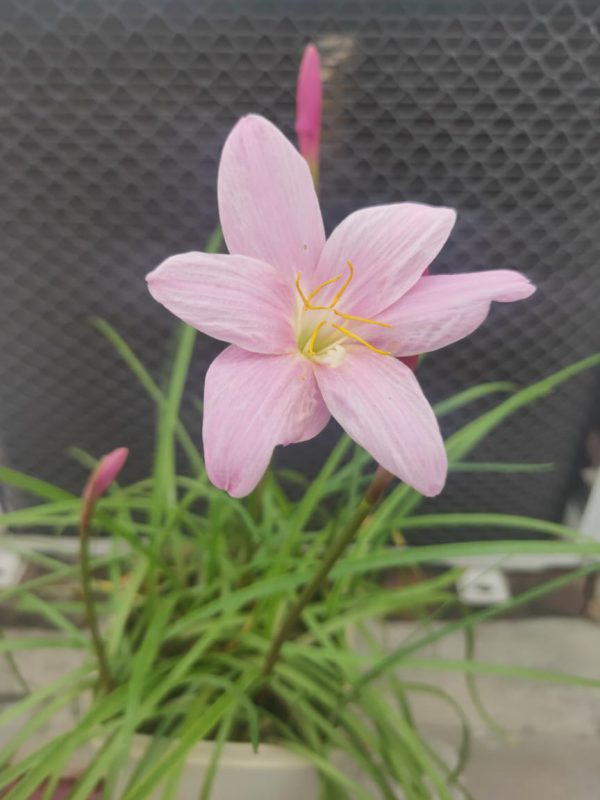 FREE FLOWER PLANT LUCKNOW