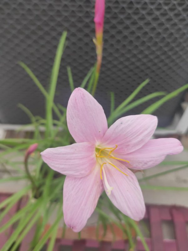 FREE INDOOR SMALL LILY PLANT - Image 3