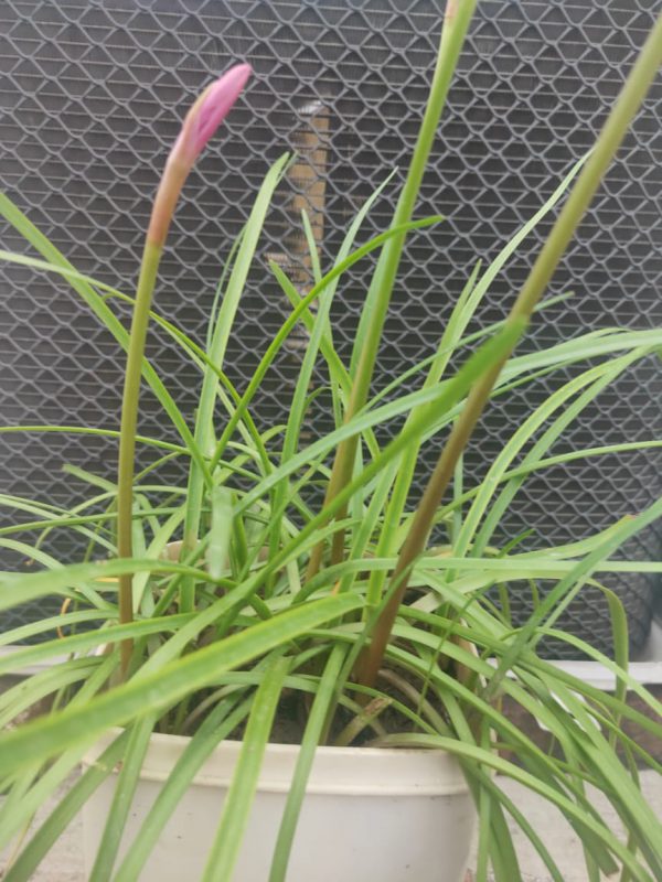 FREE INDOOR SMALL LILY PLANT - Image 4