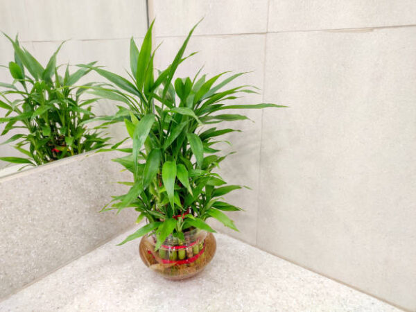 Lucky Bamboo