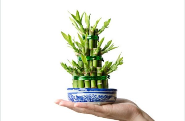 Lucky Bamboo - Image 3